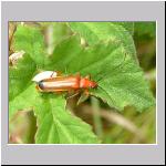 Rhagonycha fulva - Rotgelber Weichkaefer 01.jpg
